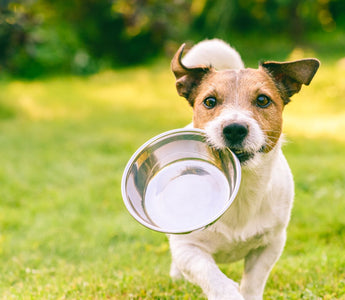Hund richtig BARFEN – so geht’s - haustidepoterkost.com