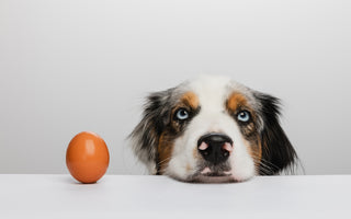 Dürfen Hunde rohe Eier essen? haustidepoterkost.com erklärt - haustidepoterkost.com