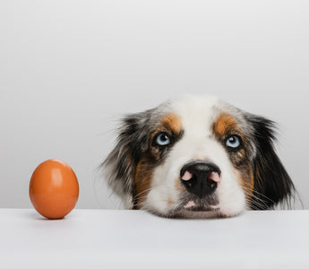 Dürfen Hunde rohe Eier essen? haustidepoterkost.com erklärt - haustidepoterkost.com