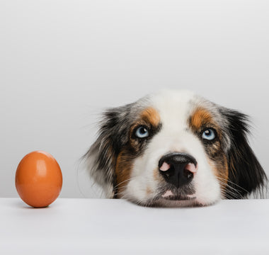 Dürfen Hunde rohe Eier essen? haustidepoterkost.com erklärt - haustidepoterkost.com