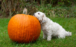 Kürbis für den Hund - haustidepoterkost.com