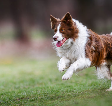 Aktiven Hund beschäftigen – drinnen und draußen - haustidepoterkost.com