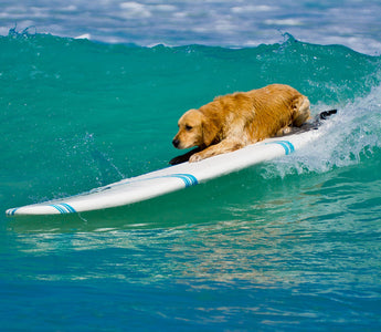 Sommerurlaub mit Hund: BARF-Tipps - haustidepoterkost.com