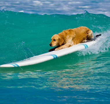 Sommerurlaub mit Hund: BARF-Tipps - haustidepoterkost.com