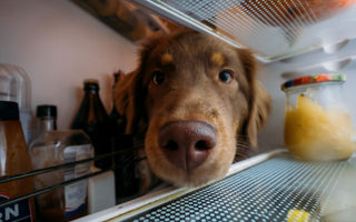 Trockenfleisch für Hunde & Katzen oder gefriergetrocknet? - haustidepoterkost.com