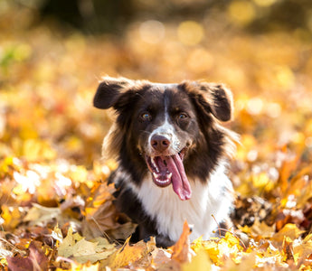 Vitamin D beim Hund: BARF-Fütterung mit Fisch - haustidepoterkost.com