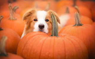 Der Herbst im Napf für Deinen Hund - haustidepoterkost.com