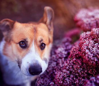 Rohes Fleisch für Hunde: aggressiv oder harmlos? - haustidepoterkost.com