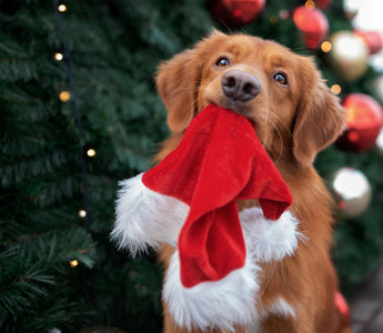 Weihnachtsmenü für den Hund - haustidepoterkost.com