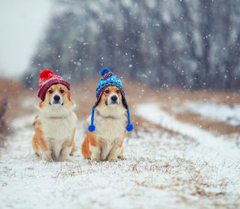 Friert mein Hund? - haustidepoterkost.com