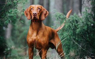 Dominanzverhalten beim Hund und was es wirklich ist - haustidepoterkost.com