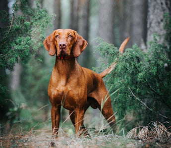 Dominanzverhalten beim Hund und was es wirklich ist - haustidepoterkost.com