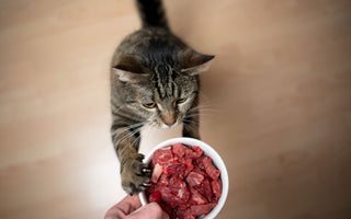 Katze frisst nicht mehr – das können Sie tun - haustidepoterkost.com