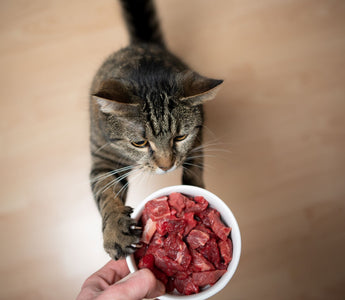 Katze frisst nicht mehr – das können Sie tun - haustidepoterkost.com