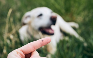 Zeckenschutz bei Hund & Katze - haustidepoterkost.com