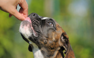 Zahnstein bei Hund und Katze vorbeugen - haustidepoterkost.com
