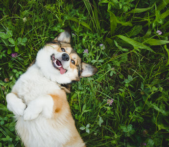 Krallenpflege beim Hund: Vorgehen & Tipps - haustidepoterkost.com
