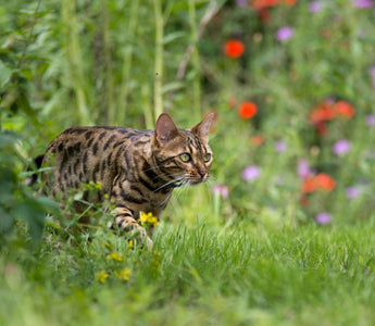 Ernährungsberatung: Katzen BARFEN - haustidepoterkost.com