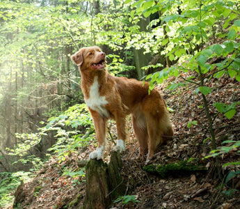 BARF und Jagdtrieb beim Hund: Gibt es einen Zusammenhang? - haustidepoterkost.com