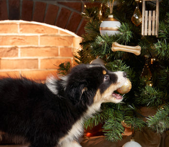 Weihnachtsdeko als Gefahr für Haustiere - haustidepoterkost.com
