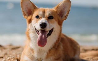 Kurzurlaub mit Hund: BARF auf Reisen? - haustidepoterkost.com