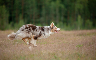 Neujahrsvorsätze: Hund und Mensch im neuen Jahr - haustidepoterkost.com
