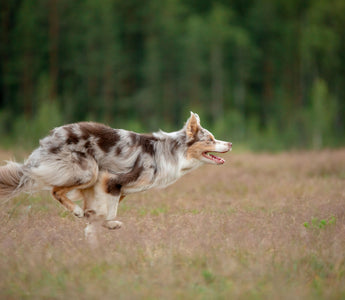 Neujahrsvorsätze: Hund und Mensch im neuen Jahr - haustidepoterkost.com