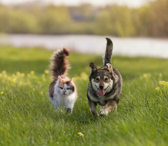 Zahnpflege Beim Hund: Die Zahnreinigung - haustidepoterkost.com