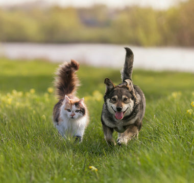 Zahnpflege Beim Hund: Die Zahnreinigung - haustidepoterkost.com