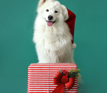 Hunde beim Weihnachtsessen: das kommt in den Napf - haustidepoterkost.com