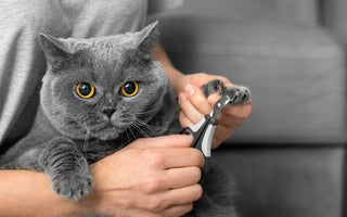 Pfotenpflege für die Katze: Tipps & Tricks - haustidepoterkost.com