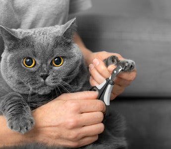 Pfotenpflege für die Katze: Tipps & Tricks - haustidepoterkost.com