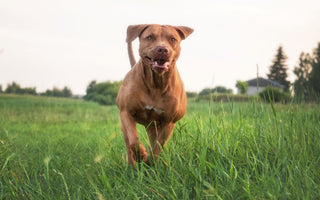 Warum frisst mein Hund Gras? Ist das gefährlich? - haustidepoterkost.com