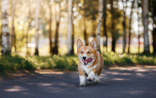 Hund: Diät hilft beim Abnehmen – was soll ich füttern? - haustidepoterkost.com