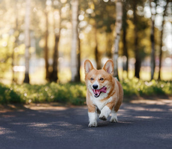 Hund: Diät hilft beim Abnehmen – was soll ich füttern? - haustidepoterkost.com