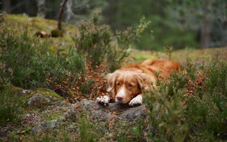 Wildfleisch für Hunde - haustidepoterkost.com