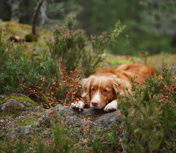Wildfleisch für Hunde - haustidepoterkost.com