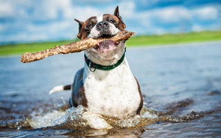 BARFEN im Sommer: cool bleiben trotz Hitze - haustidepoterkost.com