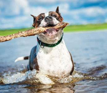 BARFEN im Sommer: cool bleiben trotz Hitze - haustidepoterkost.com