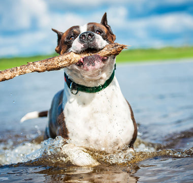 BARFEN im Sommer: cool bleiben trotz Hitze - haustidepoterkost.com
