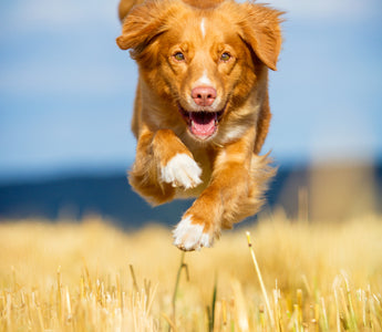 Immunsystem stärken vom Hund - haustidepoterkost.com