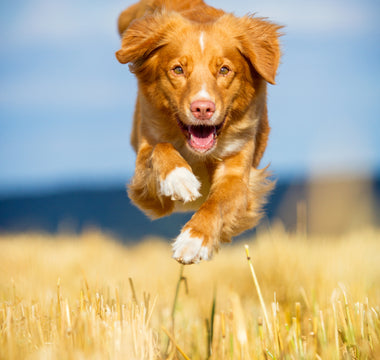 Immunsystem stärken vom Hund - haustidepoterkost.com