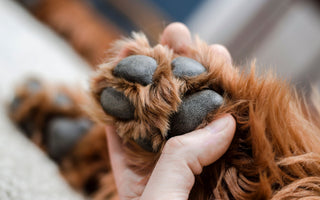 Pfotenpflege für den Hund im Sommer - haustidepoterkost.com