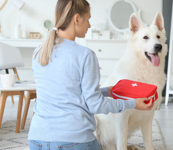 Erste Hilfe am Hund - haustidepoterkost.com