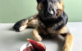 Hochwertiges Fleisch: Die richtige Fütterung für den Hund - haustidepoterkost.com