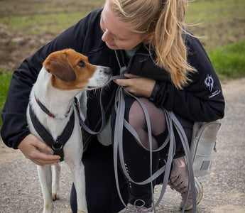 Leinenführigkeit: Hund richtig trainieren - haustidepoterkost.com