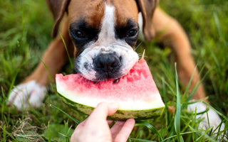 Zahnwechsel beim Hund: bye-bye Milchzähne! - haustidepoterkost.com