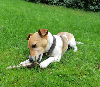 Hirschgeweih und Olivenholz für Hunde - haustidepoterkost.com