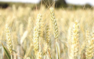 Gluten