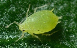 Parasiten